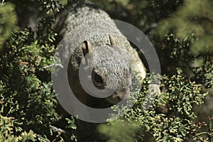 California Gray Squirrel runs on a branch in evergreen pine tree