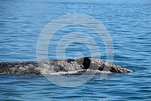 California Gray whale close up in Baja California Sur, Mexico photo