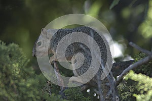 California GraySquirrel watches on a branch in evergreen pine tree