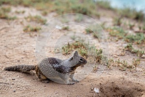 California Ground Squirel