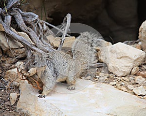 The California ground squirrel
