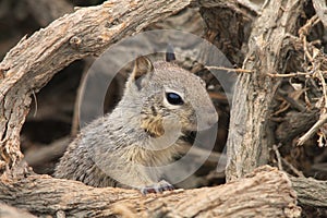 The California ground squirrel