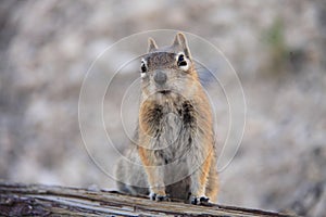 The California ground squirrel