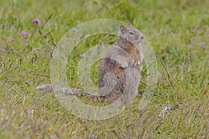 California Ground Squirrel