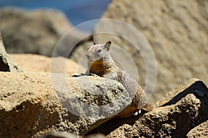 California ground squirrel Otospermophilus beecheyi