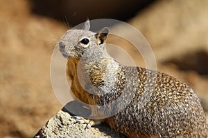 California ground squirrel Otospermophilus beecheyi