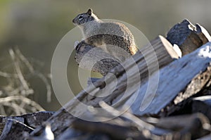 California ground squirrel Otospermophilus beecheyi Close Up