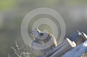 California ground squirrel Otospermophilus beecheyi Close Up