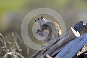 California ground squirrel Otospermophilus beecheyi Close Up