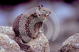 California Ground Squirrel  31408