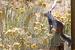 California ground squirrel sitting with yellow flowers under the sun