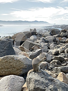 California Ground Squirrel Snacking on a Boulder