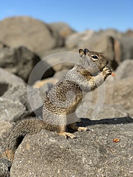 California Ground Squirrel Snacking on a Boulder