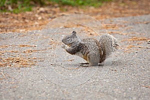California Ground Squirrel in Yosemite National Park, outdoors