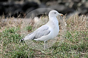 California gull 2