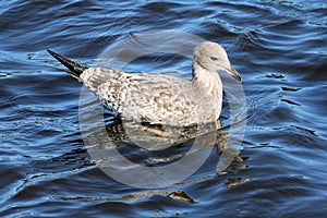 California gull 3
