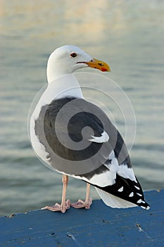 California Gull photo