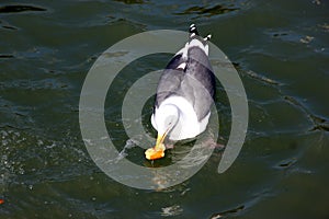 California Gull along San Francisco Bay, California, Larus californicus