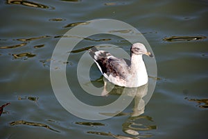 California Gull along San Francisco Bay, California, Larus californicus