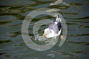 California Gull along San Francisco Bay, California, Larus californicus