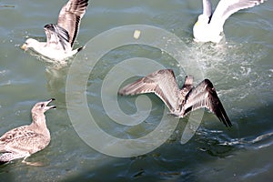 California Gull along San Francisco Bay, California, Larus californicus