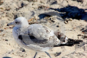 California Gull along Santa Cruz Harbor Beach, California, Larus californicus