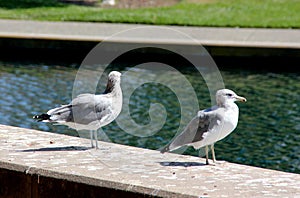 California Gull along side a community Lake in California, Larus californicus