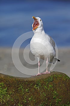 California Gull calling from a rock on a beach