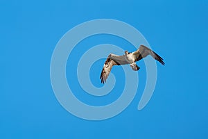 California gull flying at seaside