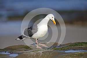 California Gull foraging in a tidal pool