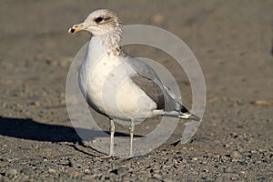 California Gull (Larus californicus) photo