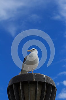 California Gull (Larus californicus) at the beach