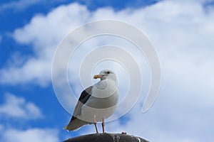 California Gull (Larus californicus) at the beach