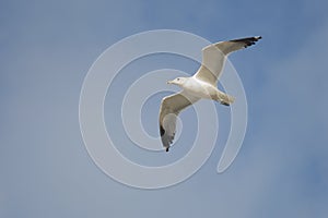 California Gull, Larus californicus, Flying at Rosarito Beach, Baja California