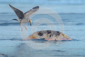 California Gull, Larus californicus, Landing on Dead Sea Lion in Rosarito Beach photo