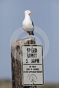 California Gull perched on a speed limit sign in Monterey