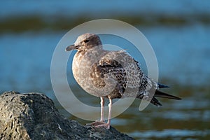 California gull resting at seaside