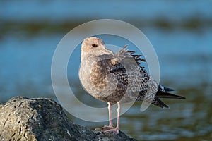 California gull resting at seaside