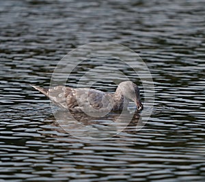 California gull resting at seaside