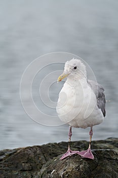 California gull resting at seaside