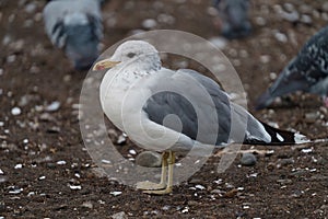 California gull resting at seaside