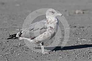 California Gull & x28;Larus californicus& x29; photo