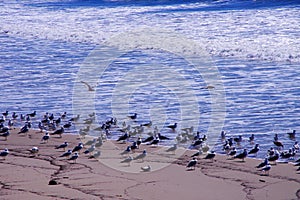 California gulls, Larus californicus, on beach