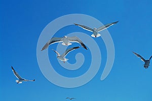 California gulls, Larus californicus, in flight