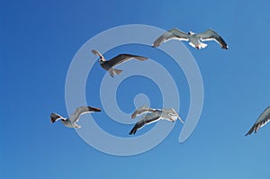 California gulls, Larus californicus, in flight