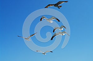California gulls, Larus californicus, in flight