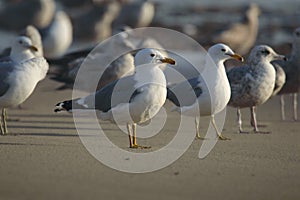 California Gulls, Larus californicus, at Rosarito Beach, Baja California, Mexico