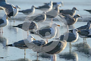 California Gulls, Larus californicus, at Rosarito Beach, Baja California, Mexico