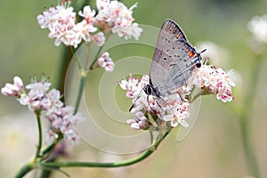 California Hairstreak Feeding