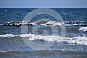 California Harbor Seal, Phoca Vitulina Richardii, 2.